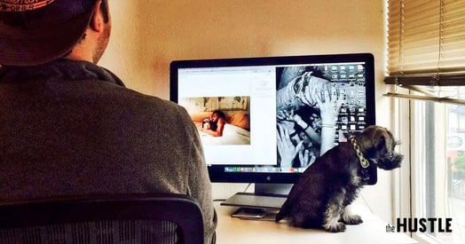 Whoever Said Dogs Are Good for the Office Environment Is Full of It
