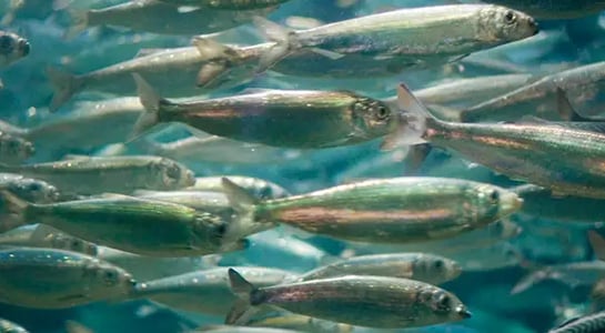 The great herring scare: The lobster business is on a roll, but profits could soon dry up