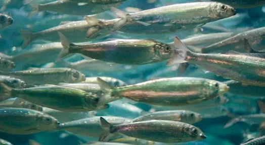 The great herring scare: The lobster business is on a roll, but profits could soon dry up