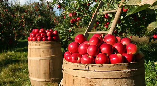 SeeTree plants $11.5m in funding to help farmers keep digital tabs on their orchards