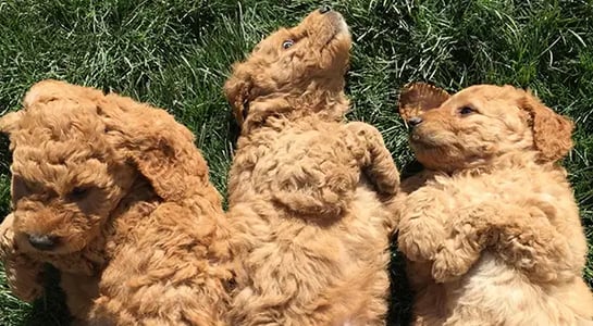 Dog-sitting app Rover fetches $155m to keep up in the hound-race against Wag