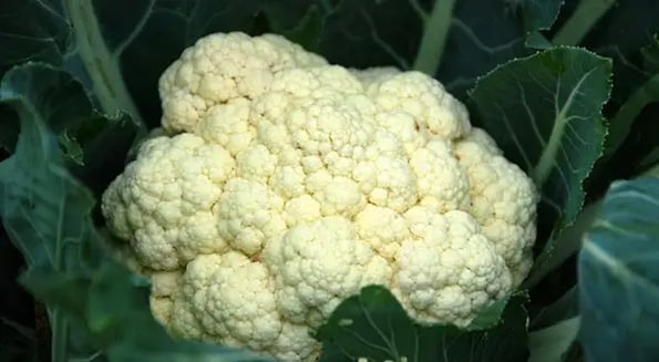 How cauliflower cauli-flourished