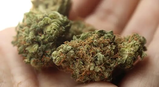 Canopy Growth and American Acreage Holdings say ‘weed go well together’