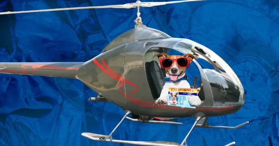 A Jack Russell Terrier wearing red sunglasses and holding a California pilot’s license sits in a gray helicopter on a blue background.