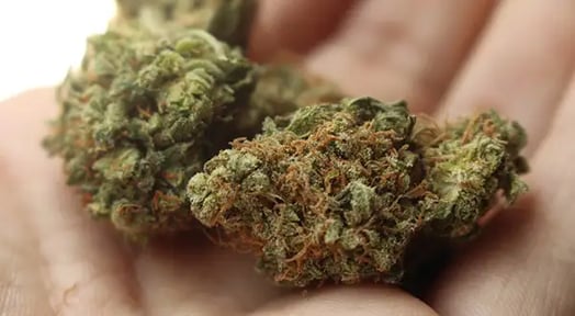 Canadian weed powerhouse Canopy Growth is approved to farm hemp in the US