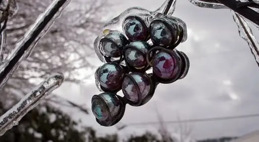 The ice-wine market is overheating