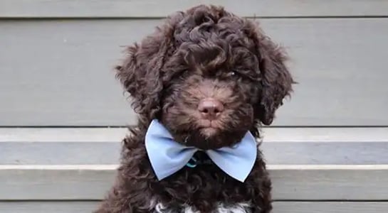 FirstVet fetches $6m to expand its pet advice telehealth service