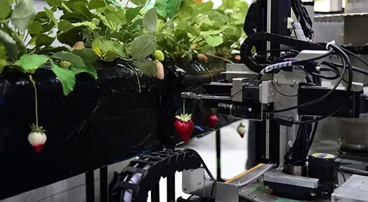 The race to build berry-picking robots is on