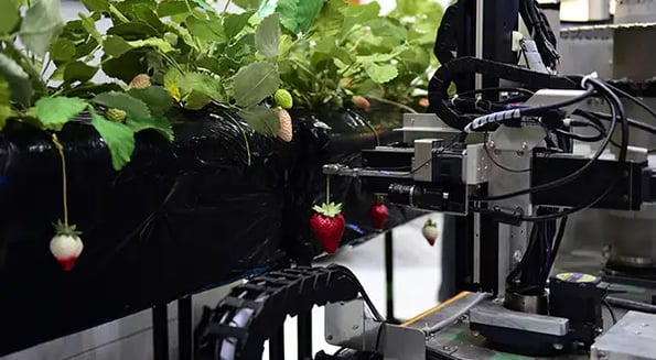 The race to build berry-picking robots is on