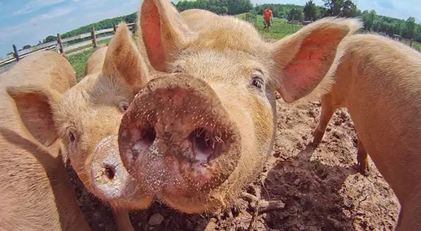 This $125m pig poop partnership plans to save the climate one turd at a time