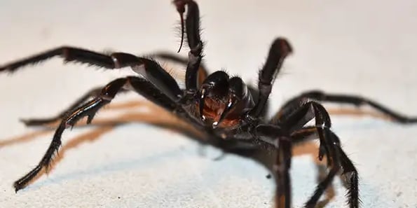 Can spider venom be used as an insecticide?