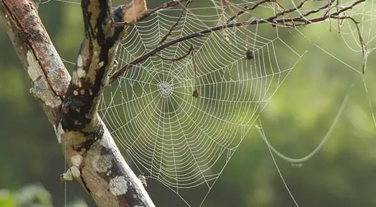Spidey senses textiling: Synthetic spider silk is starting to appear in consumer products