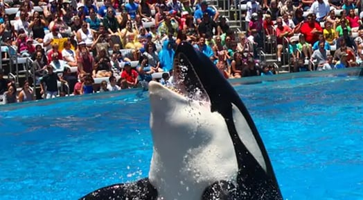 TripAdvisor says it’s Shamu’s world, and we’re just living in it