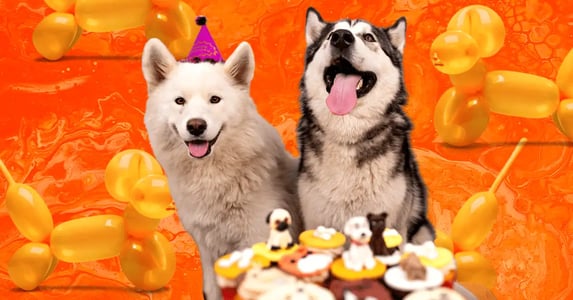 A white husky and a black-and-white husky sitting in front of a table full of dog cupcakes and wearing party hats with balloon dogs in the background.