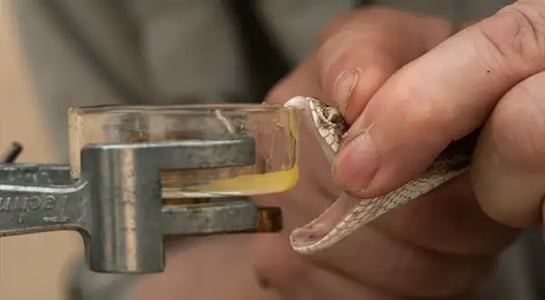 Chinese snake milkers make $3m selling deadly venom to pharma companies