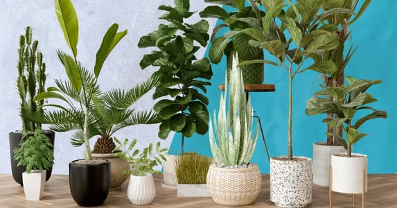 A variety of green plants in white and beige pots on a blue and gray background.