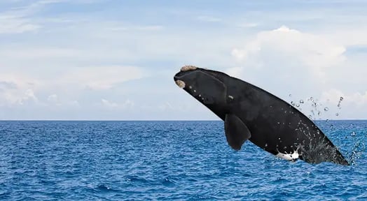 New rules to protect endangered whales have lobstermen shaking in their waders