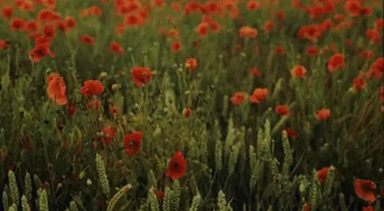 With opium prices down, Mexican poppy planters are packing their bags