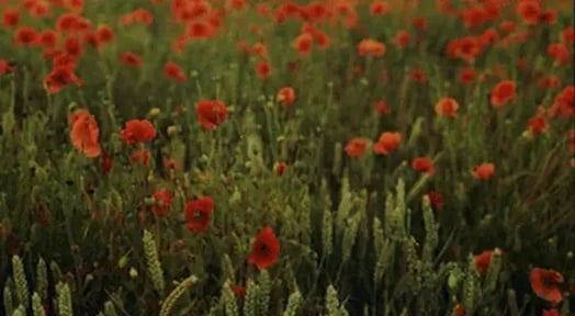 With opium prices down, Mexican poppy planters are packing their bags