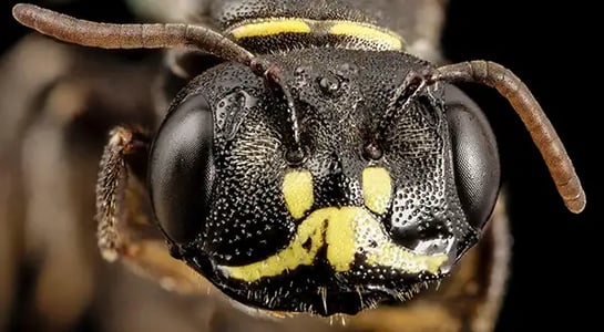 The $7.6B almond industry keeps 30B bees buzzing, but it’s not that sweet for beekeepers