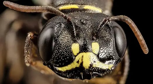 The $7.6B almond industry keeps 30B bees buzzing, but it’s not that sweet for beekeepers