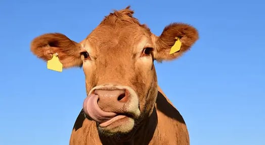 There’s big business in cow burps