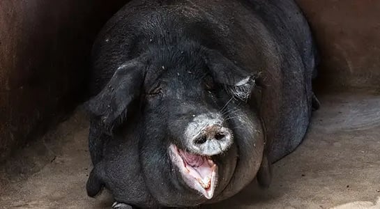 Humongous hogs could be the solution to China’s pork problem