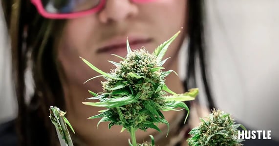The "Grow Your Own Marijuana at Home" Industry Is Booming