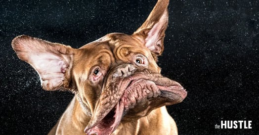 Inside the Amazing Dog Selfie Business