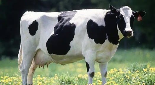 Merck agrees to acquire animal health tech company, Antelliq, for $3.7B