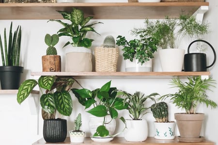 The houseplant community is growing like a weed