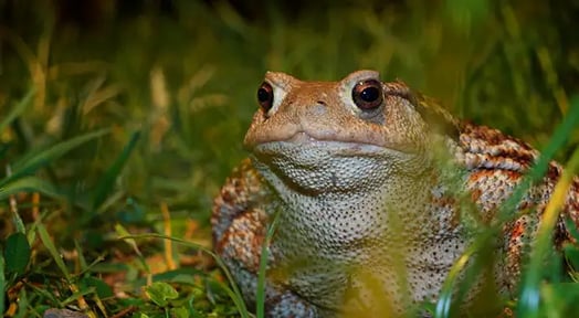 Discovery and the BBC join forces to become ‘the Netflix of nature’