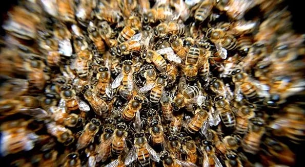 An almond extravaganza fuels a swarm of honeybee heists