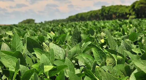 As America’s soy stockpile bursts at the beans, growers take a gutsy gamble