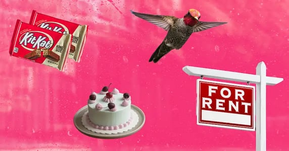 A collage against a pink background: two packaged Kit Kat candies, a small white birthday cake with red and pink decorations, a close-up shot of a hummingbird, and a “For Rent” sign.