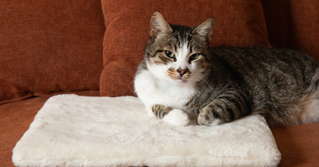 A calico cat sits on a soft kneading pad from Fluff & Boots.