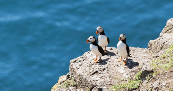 puffins