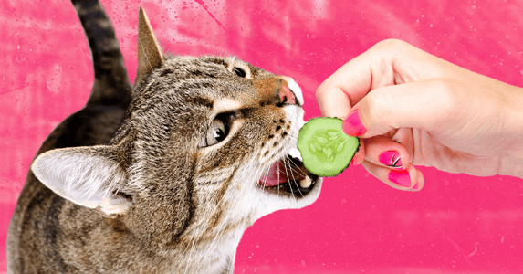 A cat is fed a slice of cucumber.