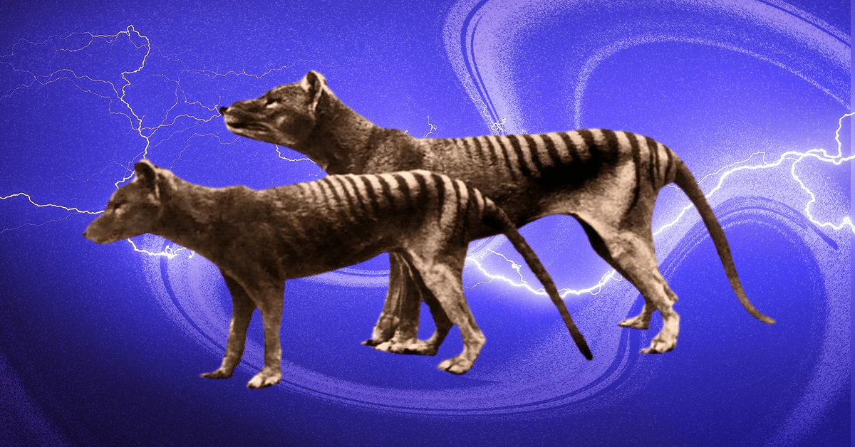 A de-extinction startup is bringing Tasmanian tigers back to life