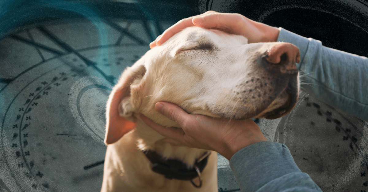 Unlocking Longer Lives for Our Dogs: The Revolutionary Startup Making It Happen