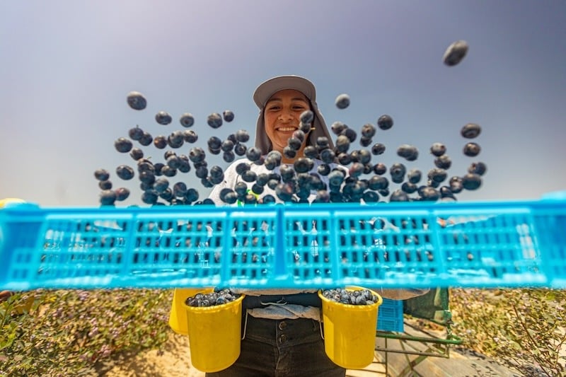 How Fruitist became a $1B blueberry brand