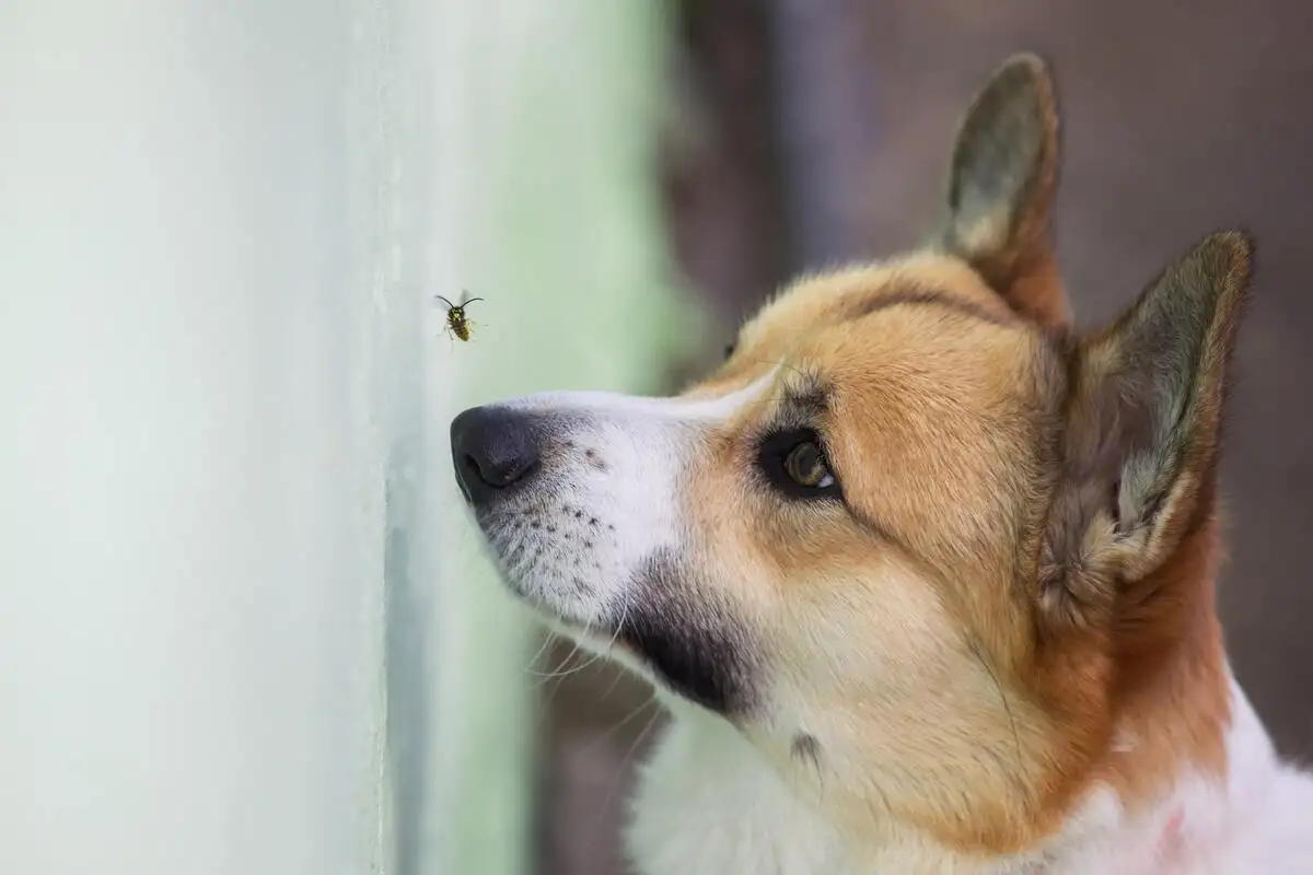 Your dog eats bugs for free, but now you can spend money on it