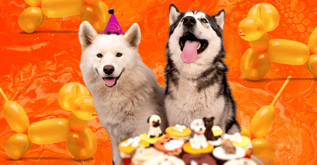 Attention, party animals: Events for dogs are all the rage
