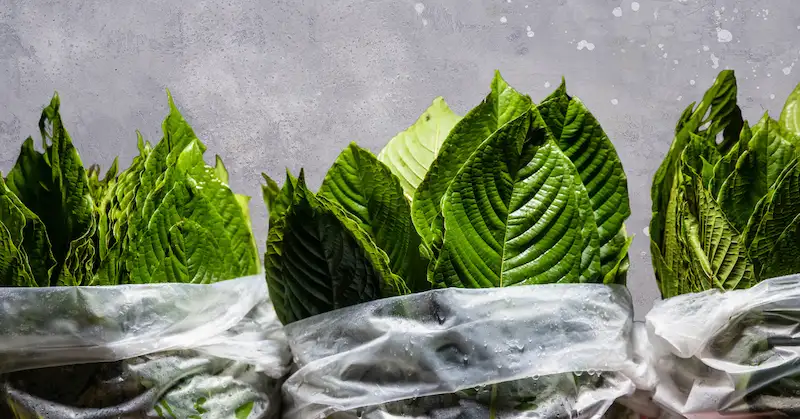 What’s kratom, and why is it in trouble?