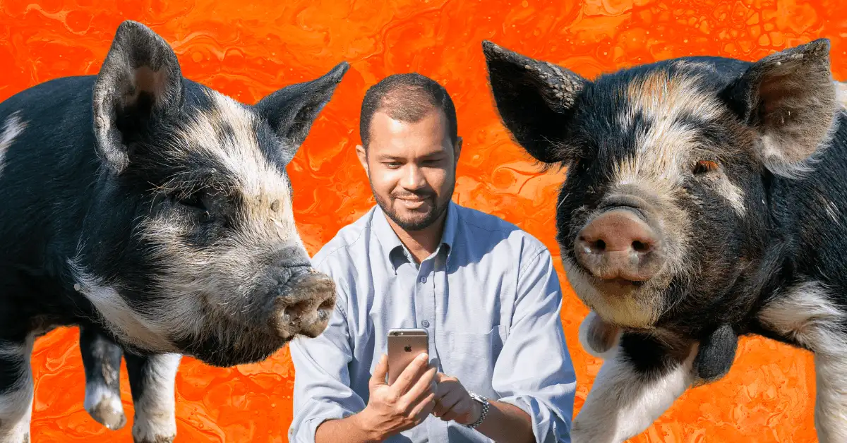 Are your pigs overheating? There’s an app for that