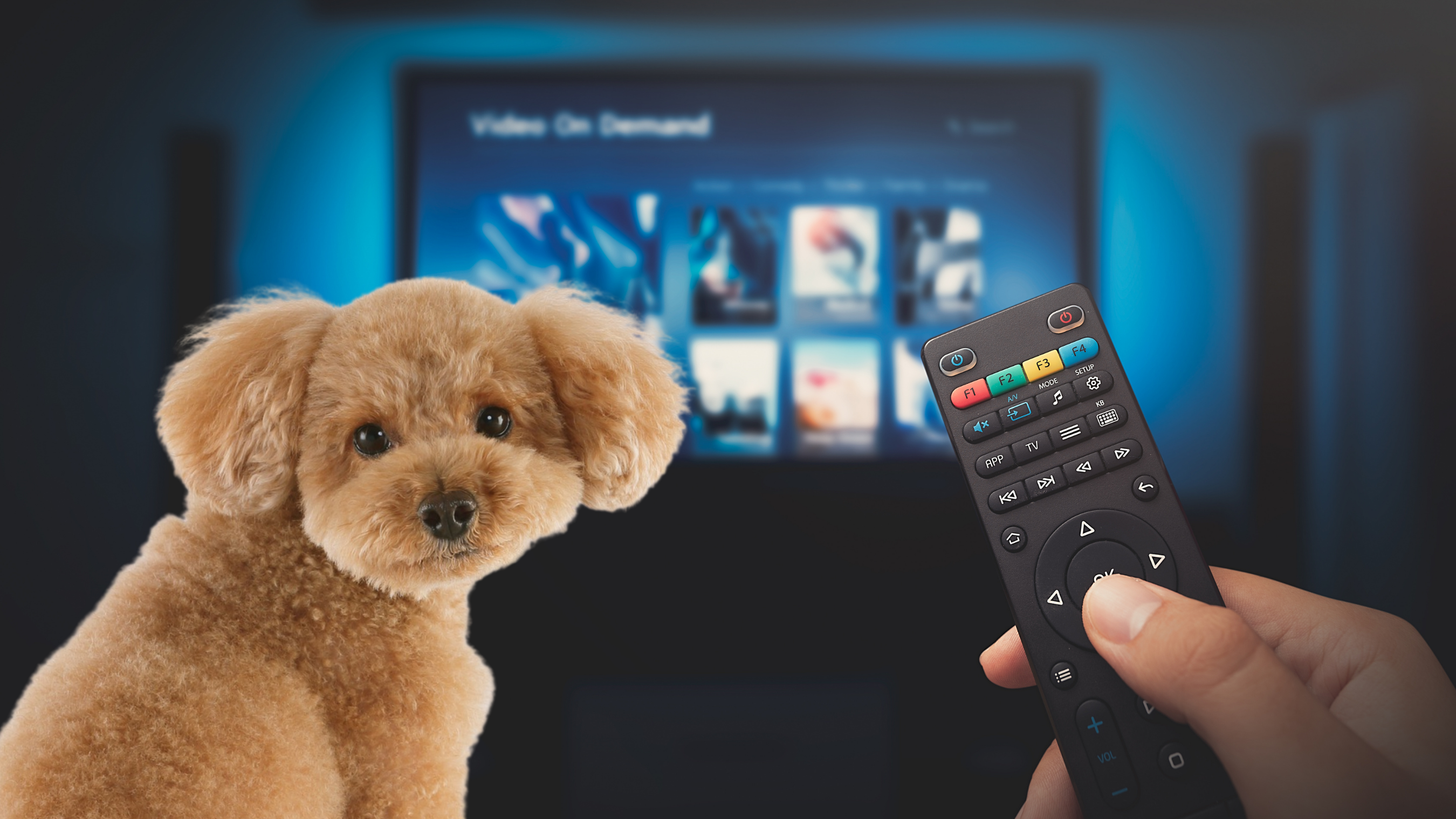 Sit, stay, stream: TV for dogs is fetching big audiences