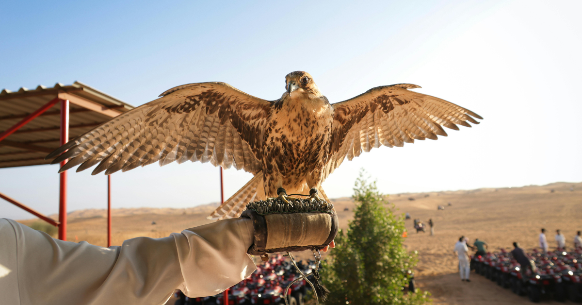 Why chill when you could become a falconer?