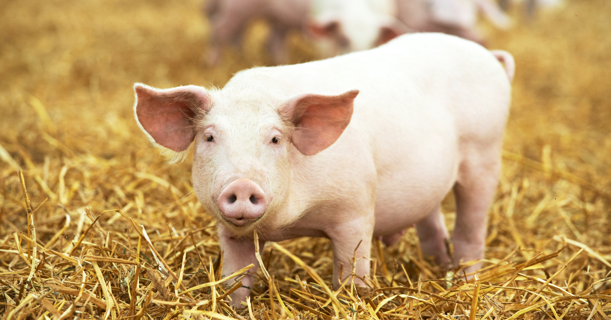 Cultivated meat now includes pork products